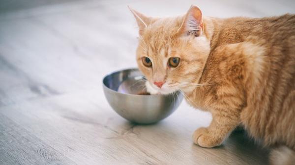 ¿Por qué a tu gato le gusta que le mires mientras come? La razón puede sorprenderte - Eres el referente de tu gato y quiere tu compañía mientras come