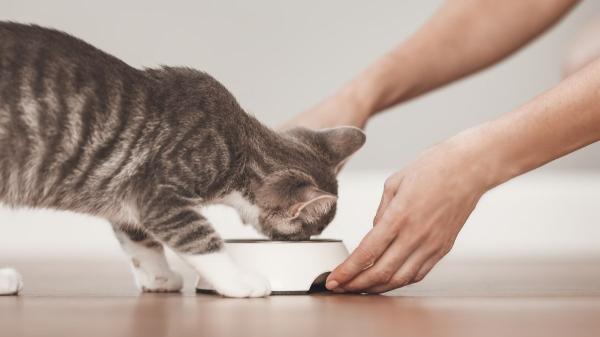 ¿Por qué a tu gato le gusta que le mires mientras come? La razón puede sorprenderte - Los gatos son animales de rutinas y puede estar acostumbrado a que estés mientras come