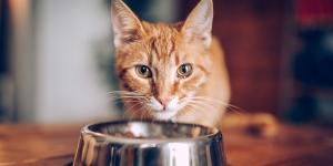 ¿Por qué a tu gato le gusta que le mires mientras come? La razón puede sorprenderte