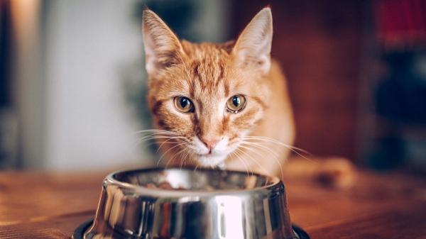 ¿Por qué a tu gato le gusta que le mires mientras come? La razón puede sorprenderte