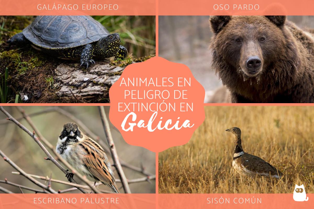 Animales en peligro de extinción en Galicia