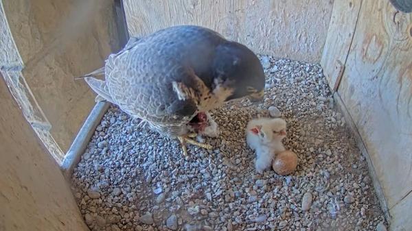 Sorpresa en la Sagrada Familia: nacen los dos primeros polluelos de halcón peregrino - El proceso de cría: un momento clave para la supervivencia