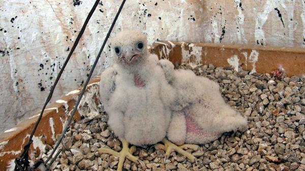 Sorpresa en la Sagrada Familia: nacen los dos primeros polluelos de halcón peregrino - El proyecto de conservación que transformó Barcelona