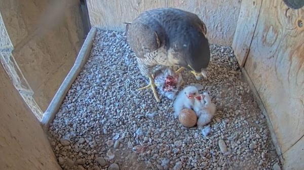 Sorpresa en la Sagrada Familia: nacen los dos primeros polluelos de halcón peregrino - La sorprendente razón por la que la Sagrada Familia es un lugar ideal para anidar