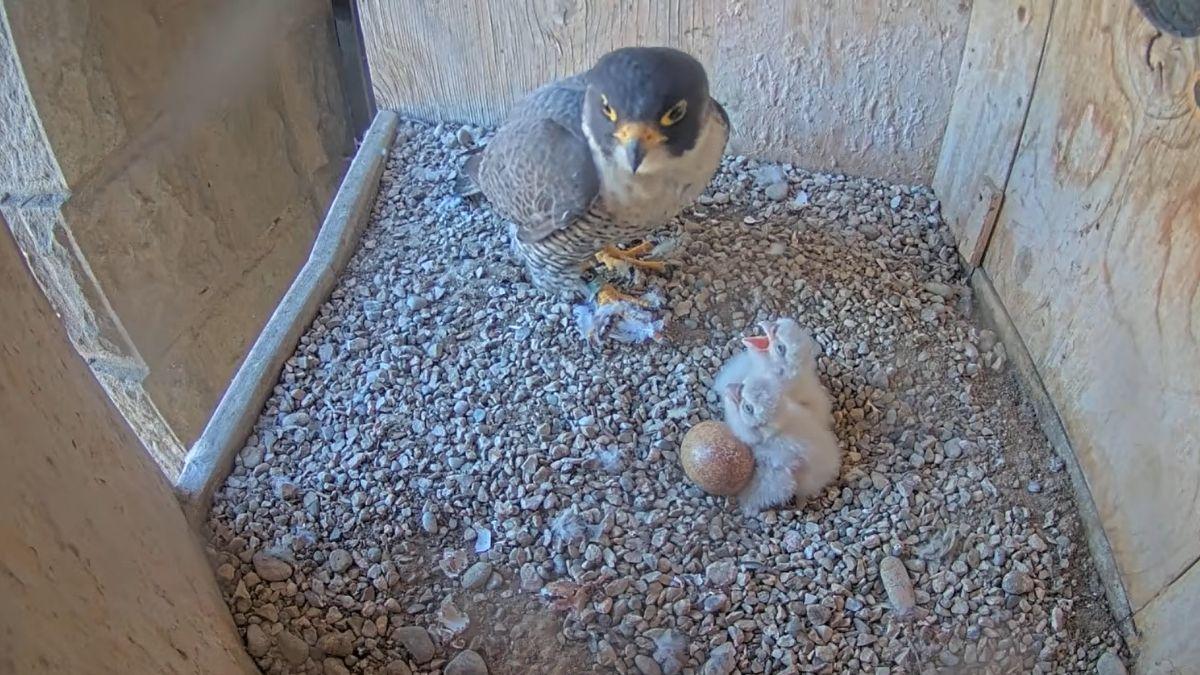 Sorpresa en la Sagrada Familia: nacen los dos primeros polluelos de halcón peregrino