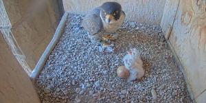 Sorpresa en la Sagrada Familia: nacen los dos primeros polluelos de halcón peregrino