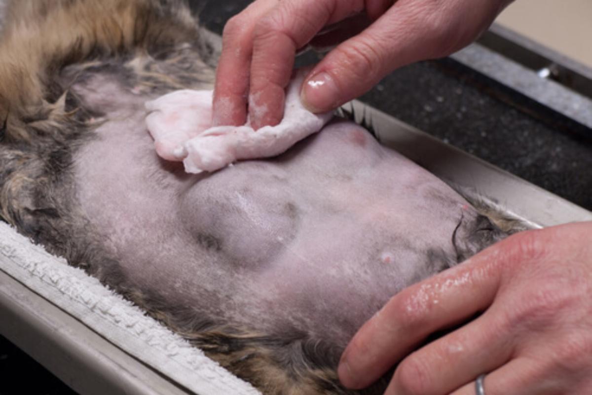 Adenocarcinoma intestinal en gatos - Causas y qué hacer