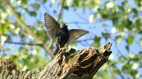 Si escuchas pájaros cantar en el jardín o cerca de tu casa, esto es lo que significa según la ciencia - ¿Las aves cambian su canto en las ciudades?