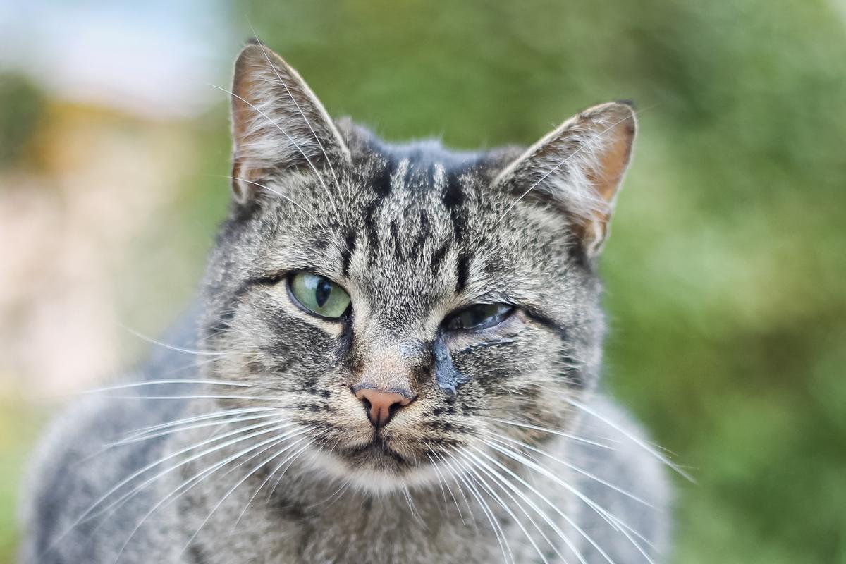 Mi gato tiene legañas en un solo ojo: causas y tratamientos