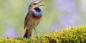 Si escuchas pájaros cantar en el jardín o cerca de tu casa, esto es lo que significa según la ciencia
