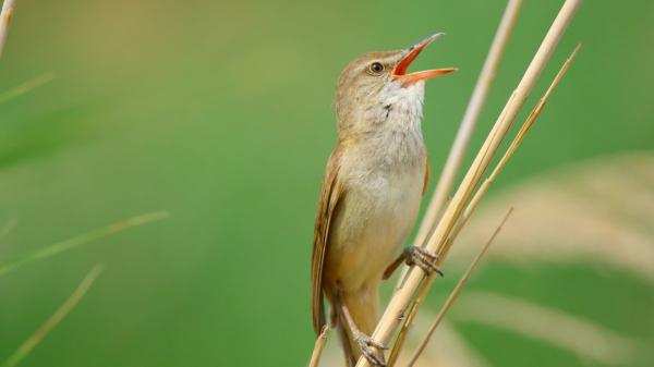 Si escuchas pájaros cantar en el jardín o cerca de tu casa, esto es lo que significa según la ciencia - Si los pájaros cantan cerca de tu casa, no es casualidad: esta es la razón