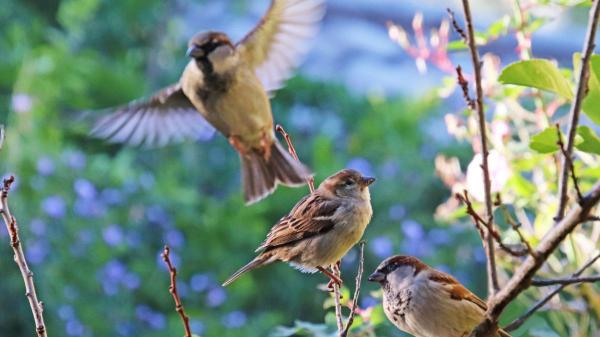 Si escuchas pájaros cantar en el jardín o cerca de tu casa, esto es lo que significa según la ciencia - Un jardín lleno de aves es una buena señal ambiental