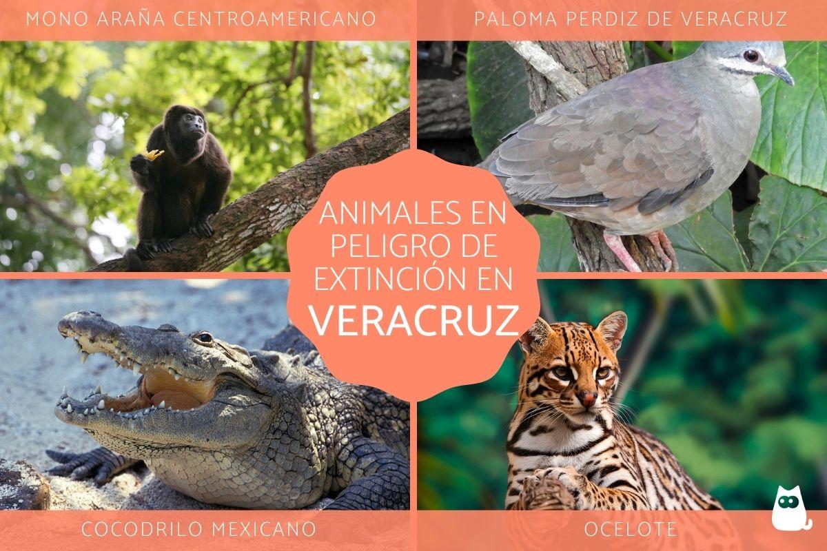 Animales en peligro de extinción en Veracruz