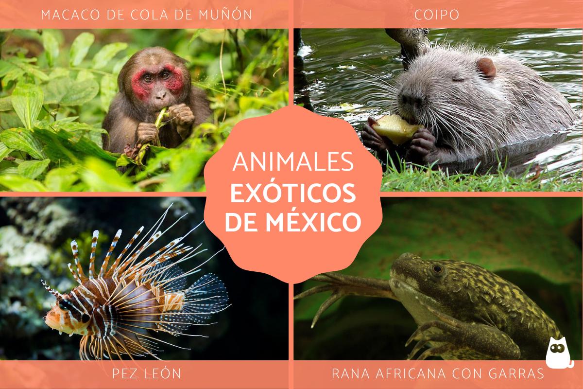 Animales más exóticos de México