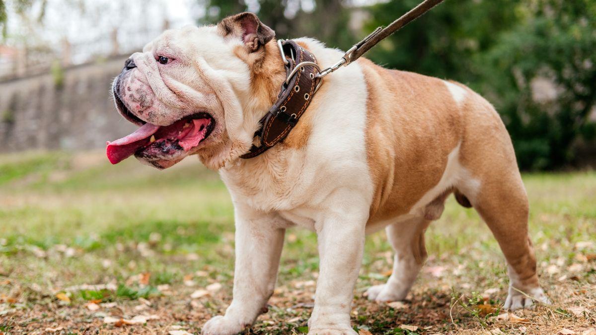 Las razas de perros que peor soportan el calor: si tienes una de ellas, extrema las precauciones este verano