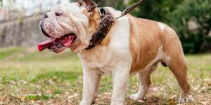 Las razas de perros que peor soportan el calor: si tienes una de ellas, extrema las precauciones este verano