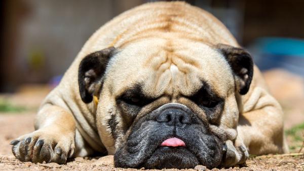 Las razas de perros que peor soportan el calor: si tienes una de ellas, extrema las precauciones este verano - Los perros grandes y corpulentos también lo tienen más difícil en verano
