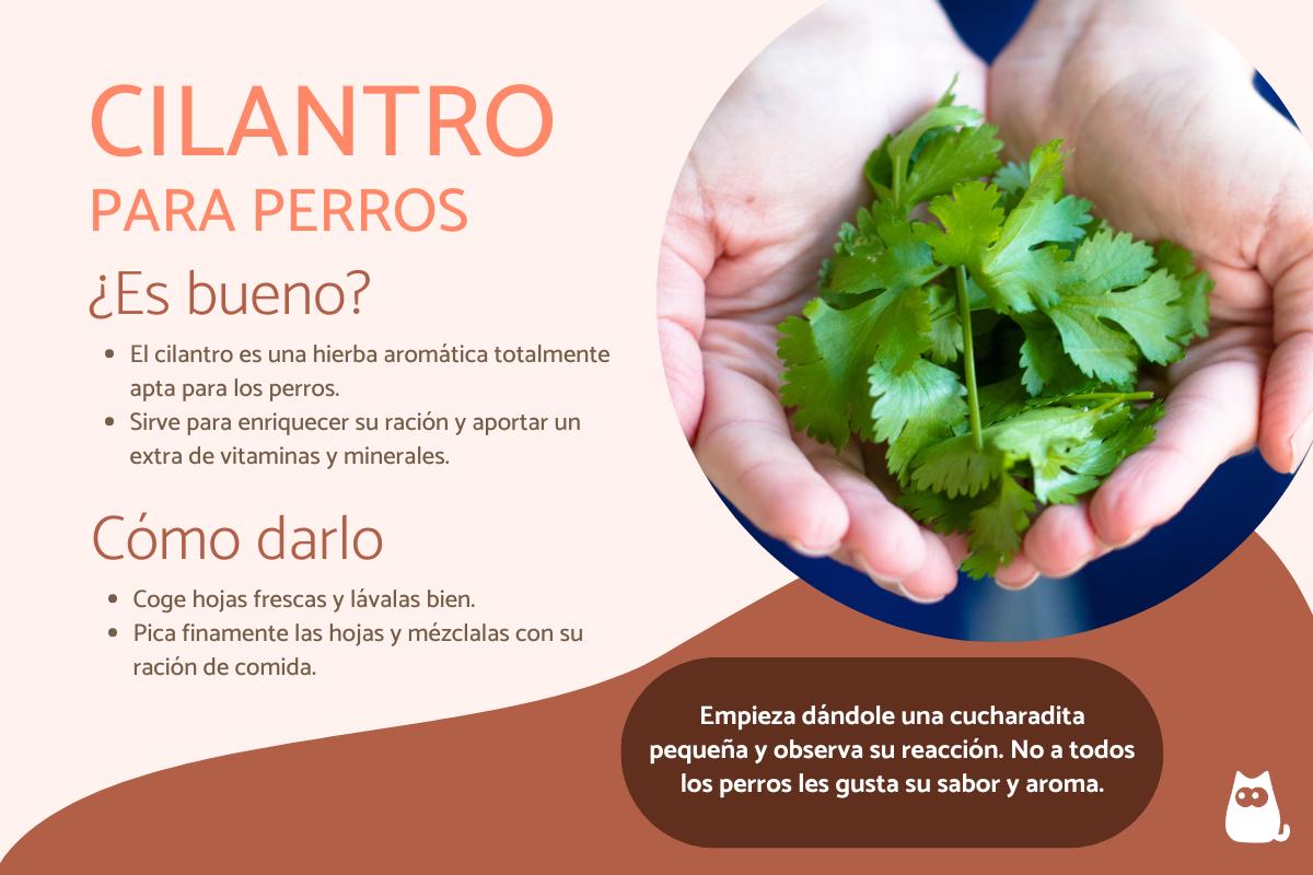 ¿Los perros pueden comer cilantro?