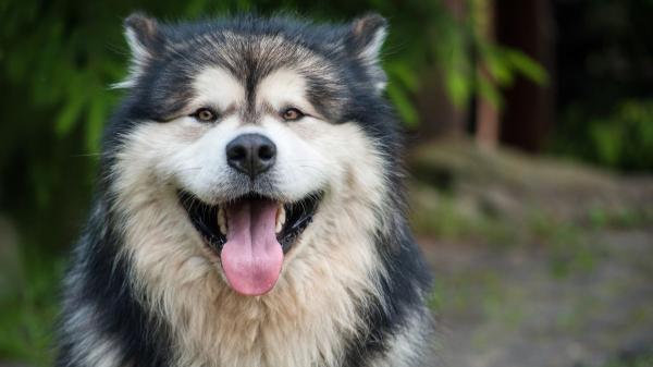 Las razas de perros que peor soportan el calor: si tienes una de ellas, extrema las precauciones este verano - Ni mucho pelo ni nada de pelo: dos perfiles de perros especialmente vulnerables al calor