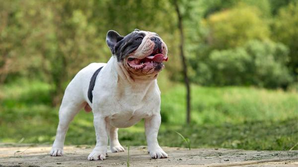 Las razas de perros que peor soportan el calor: si tienes una de ellas, extrema las precauciones este verano - No todo depende de la raza: edad, obesidad y enfermedades aumentan el riesgo