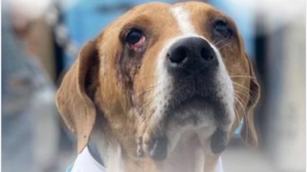 Colombia da una lección a España: hasta 4 años de cárcel por maltrato animal con la nueva ley - Así endurece Colombia el maltrato animal: mayores penas, multas e inhabilitaciones