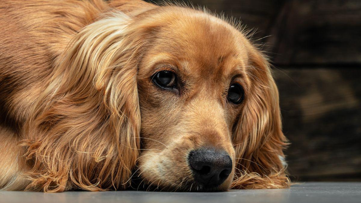 Colombia da una lección a España: hasta 4 años de cárcel por maltrato animal con la nueva ley