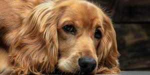 Colombia da una lección a España: hasta 4 años de cárcel por maltrato animal con la nueva ley