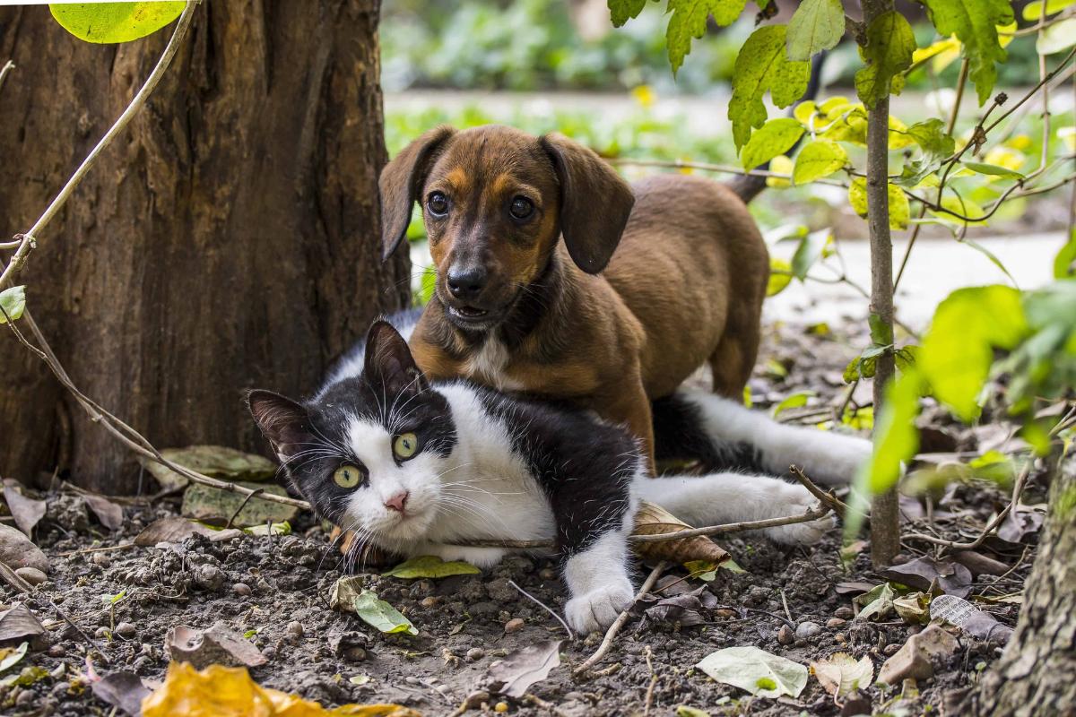 ¿Existe la cruza entre perro y gato?