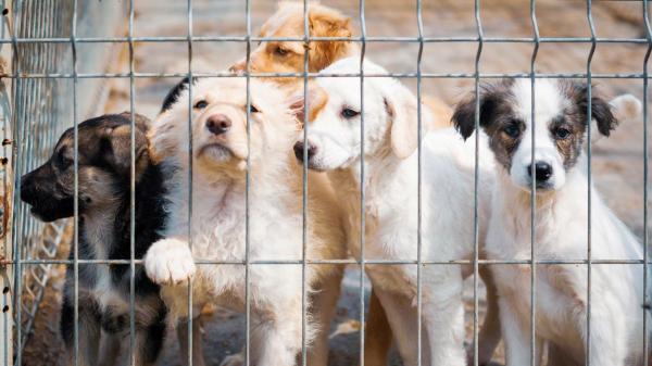 Colombia da una lección a España: hasta 4 años de cárcel por maltrato animal con la nueva ley - Miles de denuncias y pocas condenas: el reto pendiente del maltrato animal
