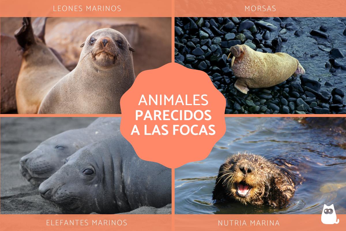 Animales parecidos a las focas