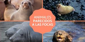 Animales parecidos a las focas