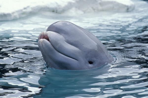 Animales parecidos a las focas - Belugas (Delphinapterus leucas)