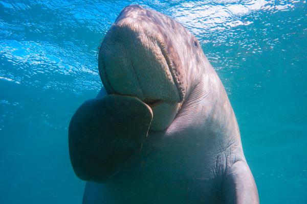 Animales parecidos a las focas - Dugongos (Dugong dugon)