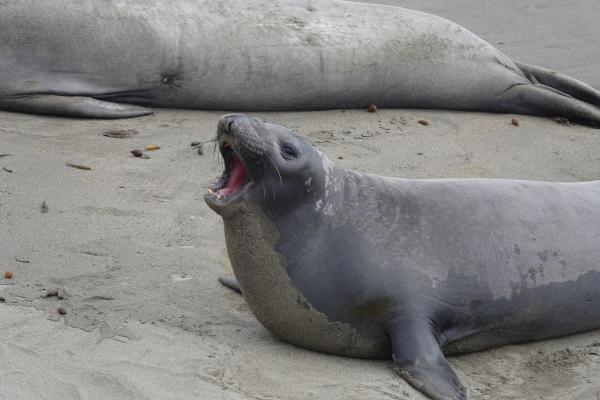 Animales parecidos a las focas - Elefantes marinos (Género Mirounga)