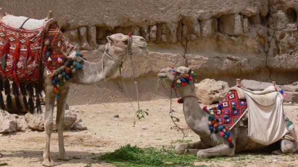 La verdad sobre los paseos en camello en Egipto: Giza cambia su modelo turístico, pero no hay veto general - Giza cambia la forma de visitar las pirámides: nuevos accesos, servicios digitales y autobuses eléctricos
