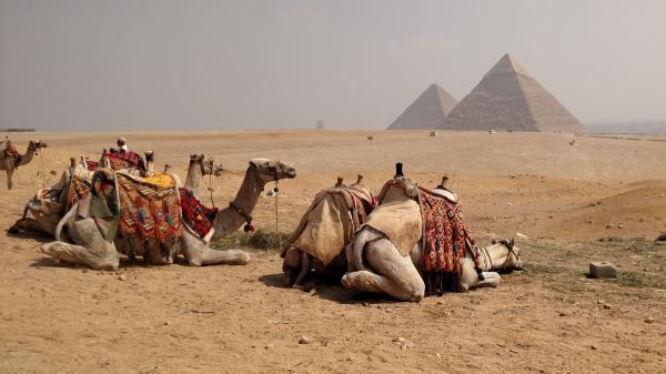 La verdad sobre los paseos en camello en Egipto: Giza cambia su modelo turístico, pero no hay veto general - La confusión sobre los camellos de Giza: qué dijo PETA y qué no ha anunciado Egipto