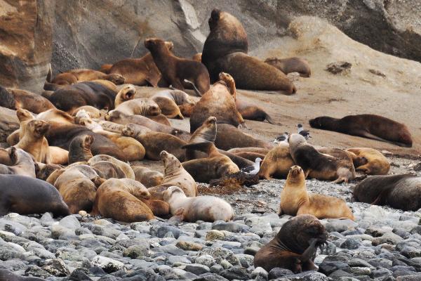 Animales parecidos a las focas - Leones marinos (subfamilia Otariinae)