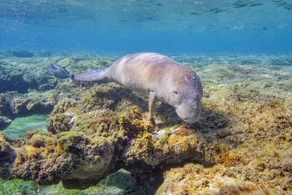 Animales parecidos a las focas - Manatíes