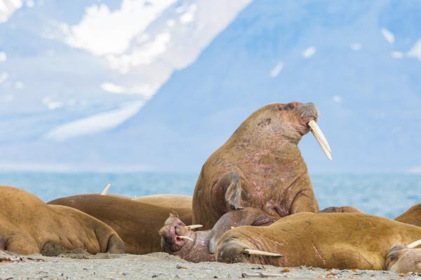 Animales parecidos a las focas - Morsas (Odobenus rosmarus)
