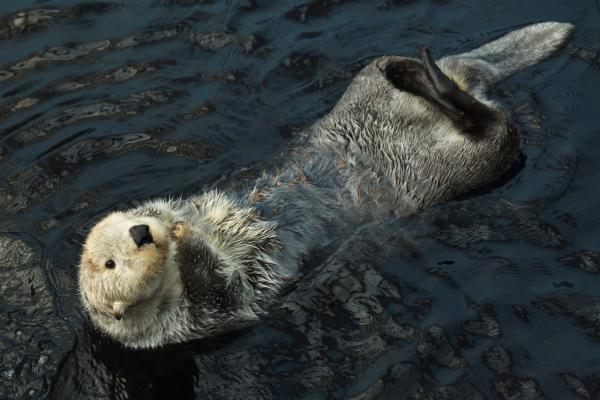 Animales parecidos a las focas - Nutria marina (Enhydra lutris)