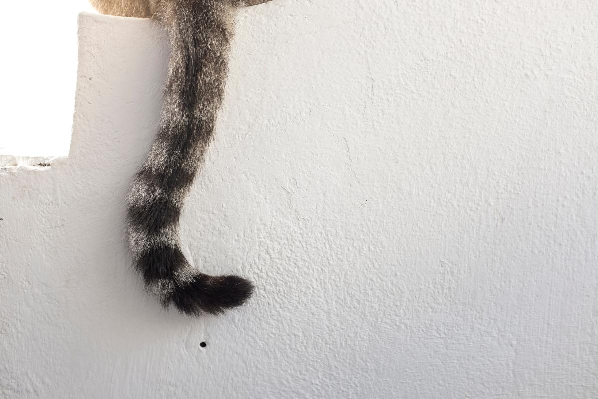 ¿Por qué mi gato mueve la cola como un cascabel?