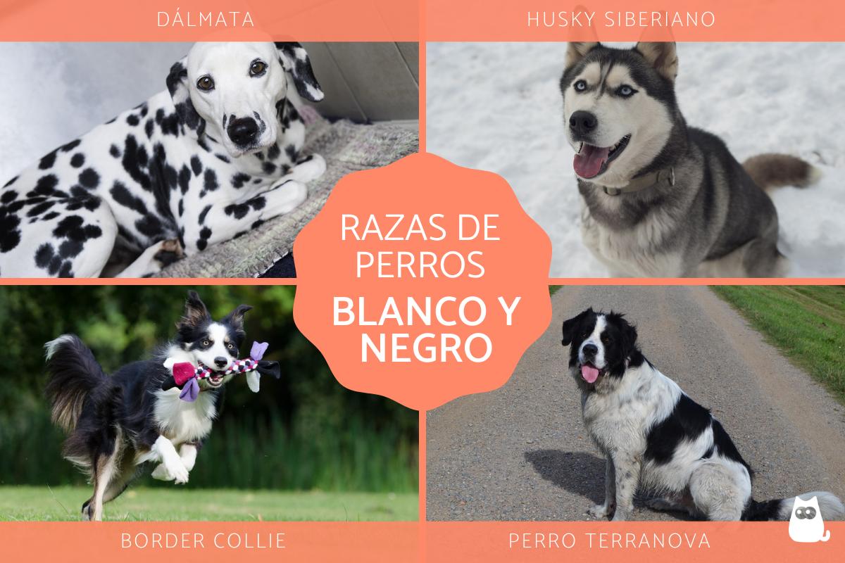 Razas de perros blanco y negro