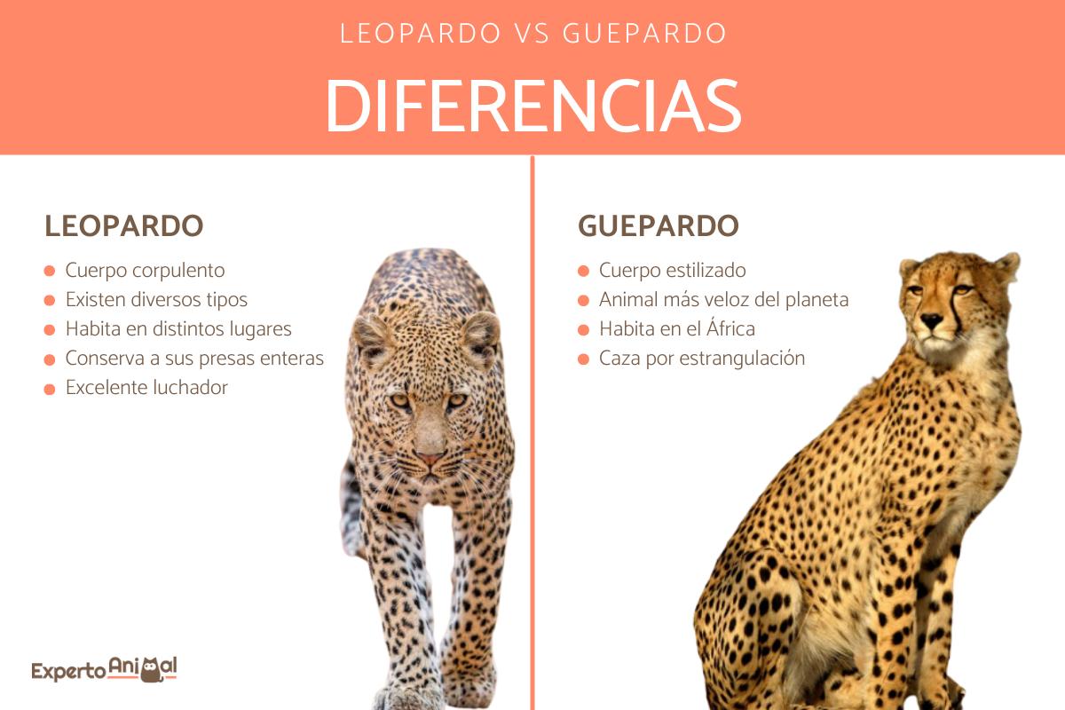 Diferencia entre leopardo y guepardo