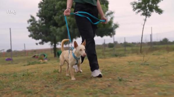 “Hemos tenido que dejarlo”: la decisión sobre Llavín en Dog House que ha desatado una oleada de críticas en redes - El motivo por el que la familia decidió devolver a Llavín: “En casa es muy bueno, lo malo es en la calle”