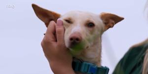“Hemos tenido que dejarlo”: la decisión sobre Llavín en Dog House que ha desatado una oleada de críticas en redes