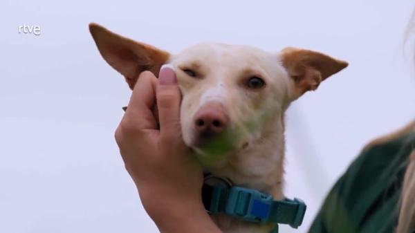 “Hemos tenido que dejarlo”: la decisión sobre Llavín en Dog House que ha desatado una oleada de críticas en redes