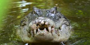 Los reptiles más peligrosos del mundo