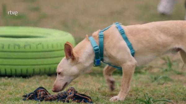 “Hemos tenido que dejarlo”: la decisión sobre Llavín en Dog House que ha desatado una oleada de críticas en redes - Un perro no es un capricho: adoptar implica responsabilidad y compromiso
