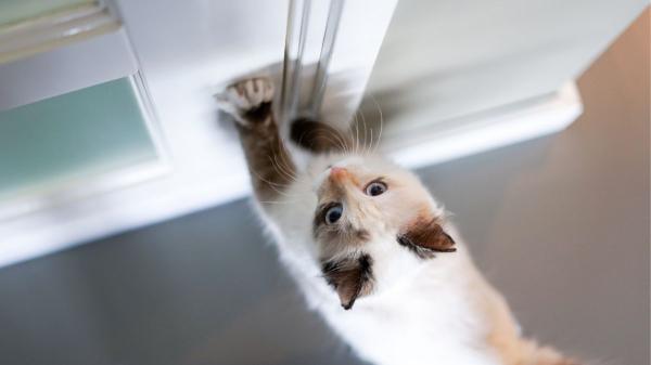Los veterinarios coinciden: “Los gatos se frustran y estresan cuando les cerramos una puerta que antes estaba abierta” - La curiosidad del gato también explica su rechazo a las puertas cerradas