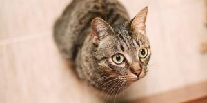 Los veterinarios coinciden: “Los gatos se frustran y estresan cuando les cerramos una puerta que antes estaba abierta”